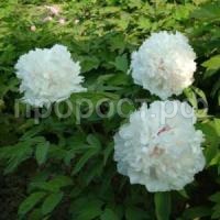 белая башня