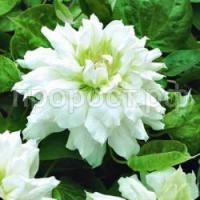 клематис дачес оф эдинбург клематис дачес оф эдинбург