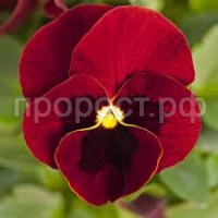 Без названия (1)