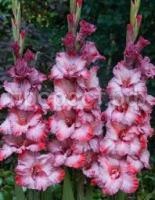 Без названия