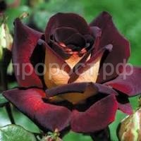 Без названия (1) Без названия (1)