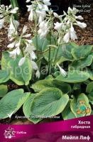 Хоста гибридная Мейпл Лиф_бордо