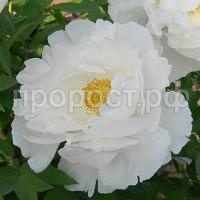 пион сноу вайт пион сноу вайт