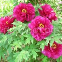 Пион-древовидный-Богатство-и-Звание (1) Пион-древовидный-Богатство-и-Звание (1)