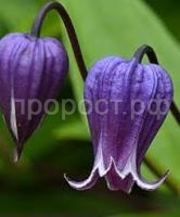 Без названия (1) Без названия (1)