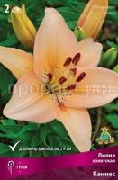 Лилия азиатская Каннес Лилия азиатская Каннес