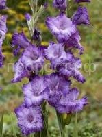 Без названия