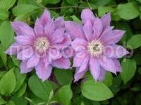 Без названия (1) Без названия (1)