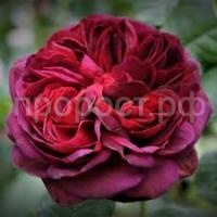 Без названия (1) Без названия (1)