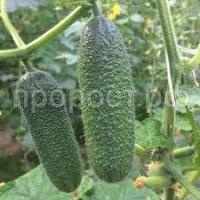 Без названия (4)