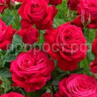 Без названия (1) Без названия (1)