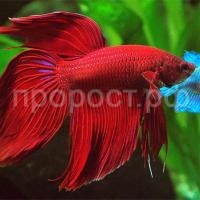 Рыба Петушок вуалевый Рыба Петушок вуалевый