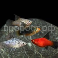 Рыба Пецилия ассорти Рыба Пецилия ассорти