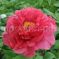 пион райзинг сан пион райзинг сан