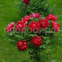 алые паруса