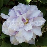 Clematis_Louise_Rowe