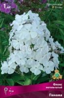 Флокс метельчатый Панама