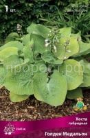 Хоста гибридная Голден Медальон