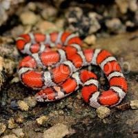 Змея Молочная Змея Молочная