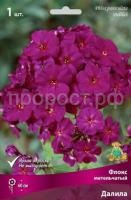 Флокс метельчатый Далила