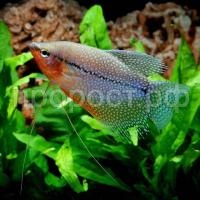 Рыба Гурами жемчужный 4-6см Рыба Гурами жемчужный 4-6см