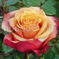 Без названия