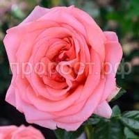 Без названия (1) Без названия (1)