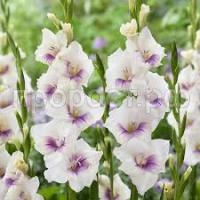 Без названия Без названия