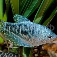 Рыба Гурами мраморный Рыба Гурами мраморный