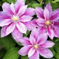 Без названия (1) Без названия (1)