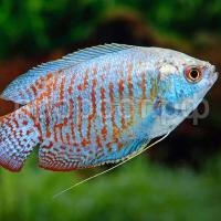 Рыба Лялиус самка 2-3см Рыба Лялиус самка 2-3см