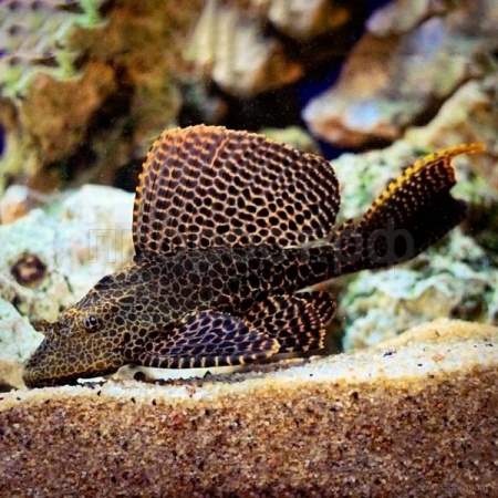 Рыба Птеригоплихт