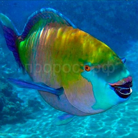 Рыба Попугай 
