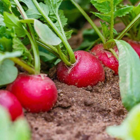 PROROST Редис Заря 3г