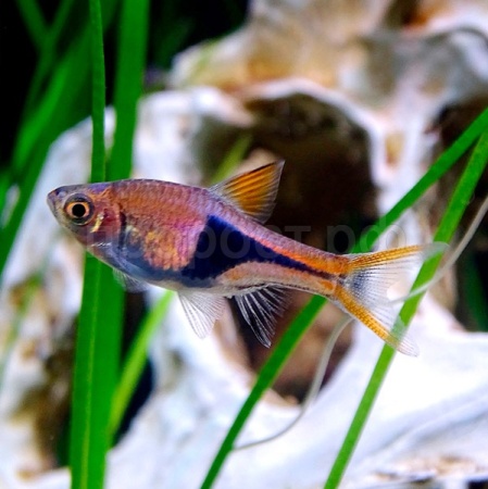 Рыба Расбора клиновидная M