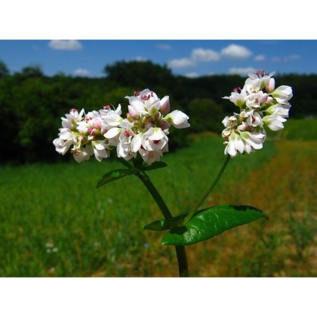 З.У. Гречиха 0,5 кг. (20шт/уп)