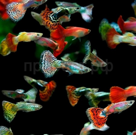 Рыба Гуппи микс