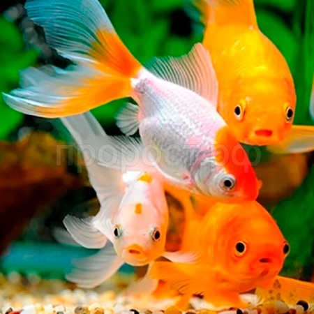 Рыба Золотая рыбка (ассорти)