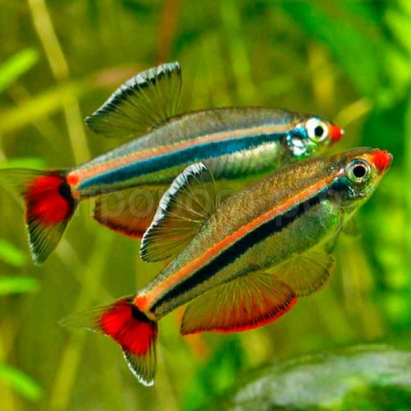 Рыба Кардинал