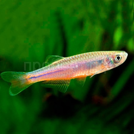 Рыба Данио жемчужный  M