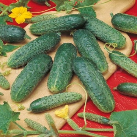 Огурец Астерикс F1 250шт Огурец Астерикс F1 250шт