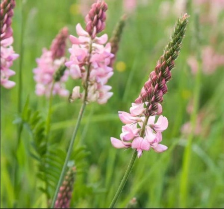 Сидерат Эспарцет 0,5кг