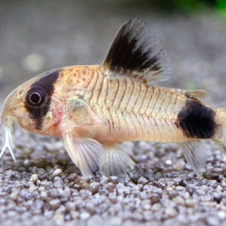 Рыба Коридорас панда 