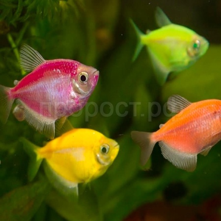 Рыба Тернеция в ассортименте