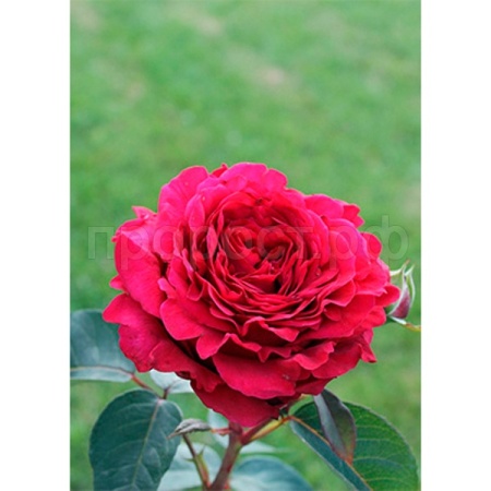 Роза английская х ветров (Роз де Катро Вант) Роза английская х ветров (Роз де Катро Вант)