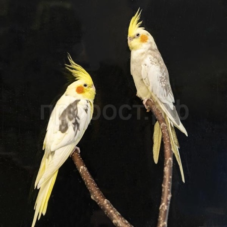 Птица Корелла