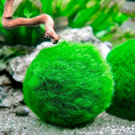 Растение Кладофора-шар 3-4см