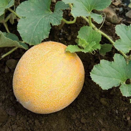 PROROST Дыня Колхозница 749/753 1г