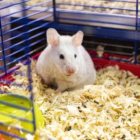 Грызуны Мышь белая