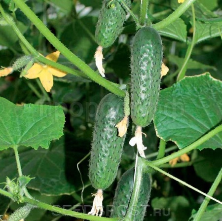 Seminis Фермерская Огурец СВ 4097 ЦВ F1 1000 шт 